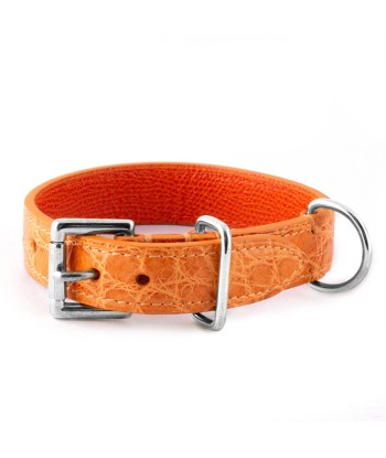 Collier cuir pour animal de compagnie (chien, chat...) - Alligator rembourrage situé sous